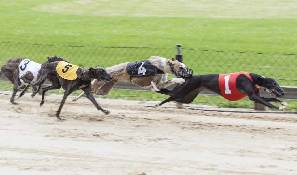 How to Bet on Greyhound Racing