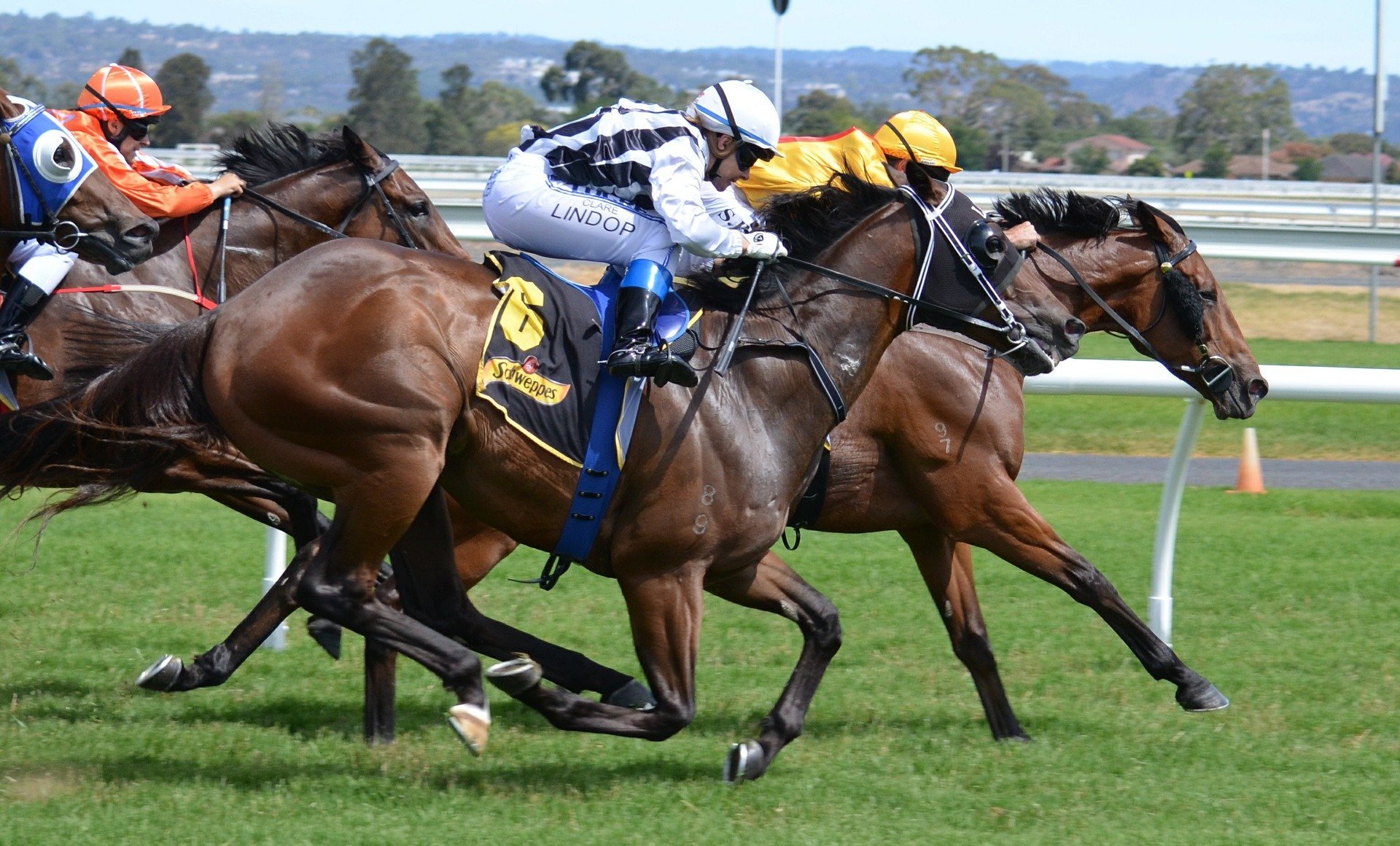 How to Bet on Handicap Horse Racing